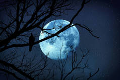 树的剪影与鸟在它和月亮在星罗星背景。这张图片的元素是我的工作.