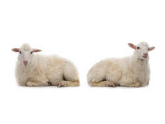 两只躺在白色背景上的羊.