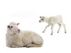 在白色背景的婴孩和绵羊