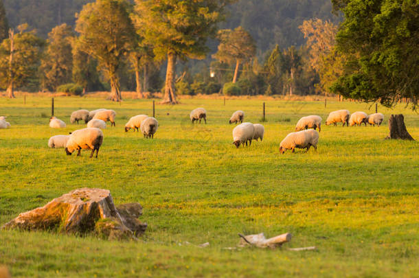 绵羊在领域在绿色玻璃, 新西兰自然风景背景