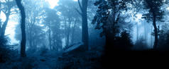 横向横幅与夜间自然景观。在雾蒙蒙的森林里,神秘的风景与树木和灌木丛交织在一起.图为蓝色调色调