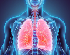 肺，医疗概念三维图.