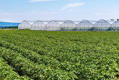 Organic farming in Germany  Long rows of potato plants in front of modern greenhouses. Hesse, German