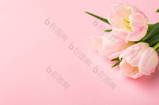春花粉红的郁金香在粉红的背景与色彩空间。<strong>爱</strong>的主题，<strong>母亲节</strong>，<strong>母亲节</strong>