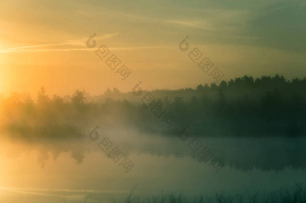 一个美丽的, 五彩缤纷的景观的薄雾沼泽在日出。拉脱维亚、北欧的大气、宁静的湿地风光与阳光.