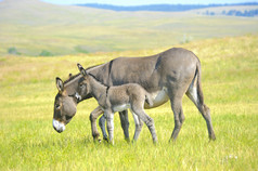 母亲和婴儿的毛驴