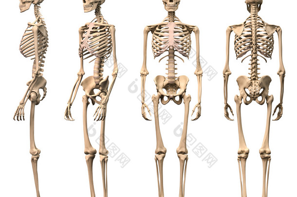 男性人体骨骼、 四个视图、 前面、 后面、 侧面和畲族