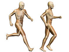 骨骼解剖或运动设计