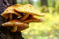 从秋季森林中的树木生长的黄蘑菇