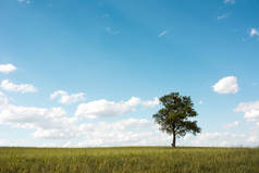 那棵大树上绿色的草地，蓝蓝的天空和洁白的云朵