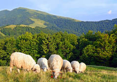 一只羊在山区夏日风景.