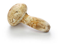 在白色背景查出的松茸蘑菇