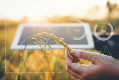 智能农业农业技术与有机农业妇女利用研究板研究稻田水稻品种的发展