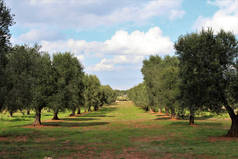 美丽的橄榄树林在一个阳光明媚的夏日在萨伦托, 阿普利亚地区, 意大利。生物农业理念