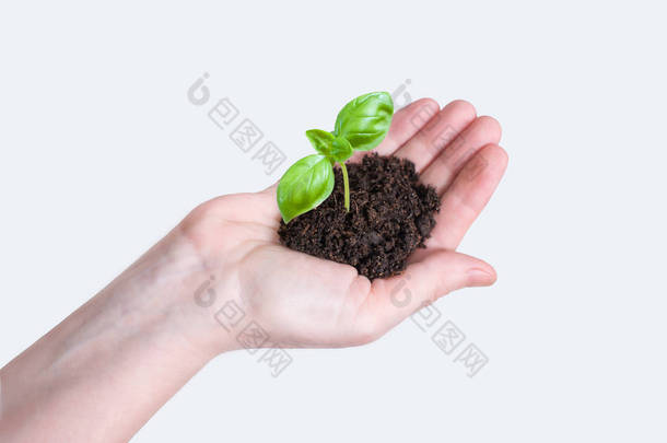 在地面上的<strong>小树苗</strong>植物在白色背景在女性手
