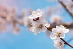 春天树上的花, 杏花盛开, 近距离的景色