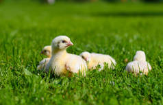 四只小鸡坐在草地上.有选择地关注最亲密的小鸡