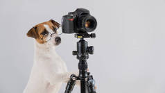 狗杰克鲁塞尔带着眼镜的小狗在白色背景的三脚架上的相机上拍照