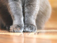 幼猫在地板上的腿和爪子.