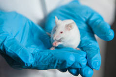 一只白色的小白鼠，红眼，手里拿着一只戴着蓝色橡胶手套的科学家。女人在实验室的老鼠身上做实验.