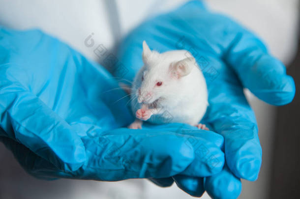一只<strong>白</strong>色的<strong>小白鼠</strong>，红眼，手里拿着一只戴着蓝色橡胶手套的科学家。女人在实验室的老<strong>鼠</strong>身上做实验.