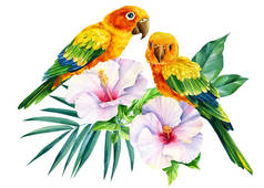 孤立的白色背景上的鹦鹉和热带花，水彩画，丛林设计