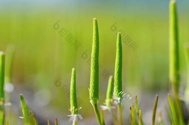 一种稀有而不寻常的开花植物的聚集，小白鼠，小白鼠