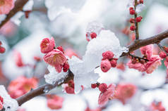 湖北武汉东湖风景区雪地中的李花