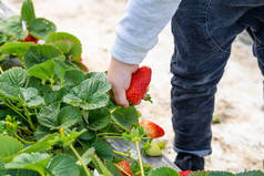 儿童采摘草莓在草莓地，无脸拍摄.