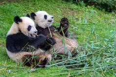 大熊猫、大熊猫、熊猫宝宝和它们的妈妈都在吃竹子