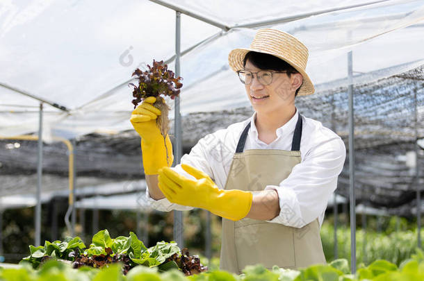 一个水栽菜园的主人检查温室里的农产品，准备提供给消费者，有机耕作和有机蔬菜，健康和素食概念.