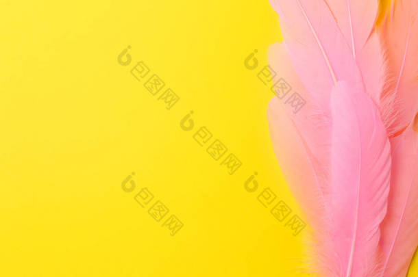 黄色背景上美丽的粉红羽毛,顶视图.案文的篇幅
