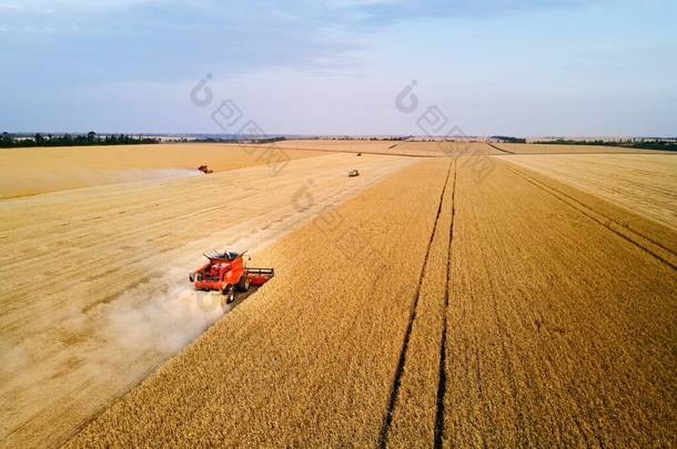 日落时在麦田工作的红色收割机的空中无人驾驶照片。联合收割机司机在农田里收割庄稼.有机耕作。农业主题，收获季节.