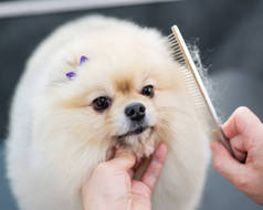 一个女人剪完头发后梳理一个可爱的波美拉尼亚人.斯皮兹犬在美容院