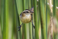 Wren like ruushbird, in marsh environment, Patagonia, Argentina