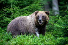 夏天森林里的野生棕熊（Ursus Arctos） 。在自然栖息地的动物。野生动物场景