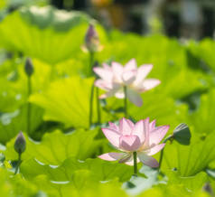 池塘里盛开的荷花或水花