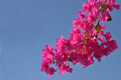 粉色的花朵和蓝色的天空
