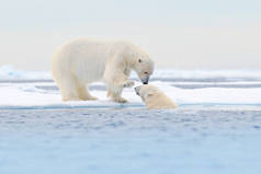 两只北极熊在漂流的冰雪上放松, 在自然栖息地, 挪威斯瓦尔巴特群岛的白色动物。两只在雪地里玩耍的动物, 北极野生动物。来自大自然的滑稽形象.