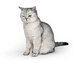 灰色英国速记猫的画像与一只眼睛闭合在白色背景.