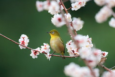 日本绿绣眼 （两竹节) 与日本的樱花背景