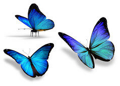 三个蓝蝴蝶，在白色背景上孤立