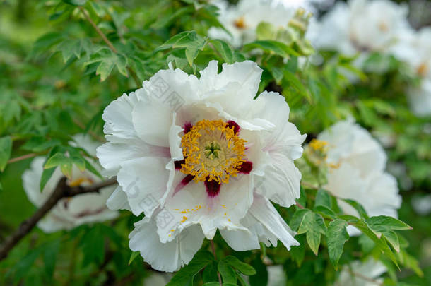 盛开的牡丹树。白牡丹在春季开花, 名为牡丹牡丹 paeoniaceae