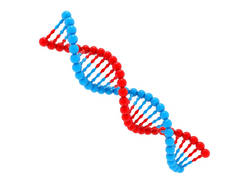 在白色背景下分离的DNA分子，生物化学、中医药和卫生保健的概念。3d渲染