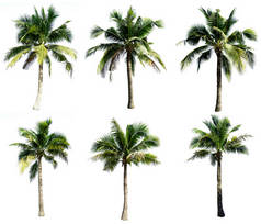 一群椰子树在白色的背景上被分离出来.椰子树的采集.