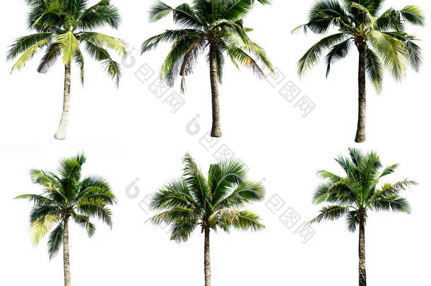 一群椰子树在白色的背景上被分离出来.椰子树的采集.