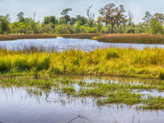 博茨瓦纳莫瑞米动物保护区国家公园的泥泞景观