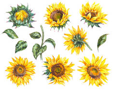 水彩缤纷的向日葵花,夏天的复古元素.在白色背景上分离的天然黄色花卉。植物学背景