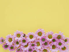 美丽盛开的菊花花在黄色背景上