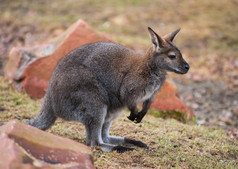 小袋鼠: 野生动物和动物的澳大利亚